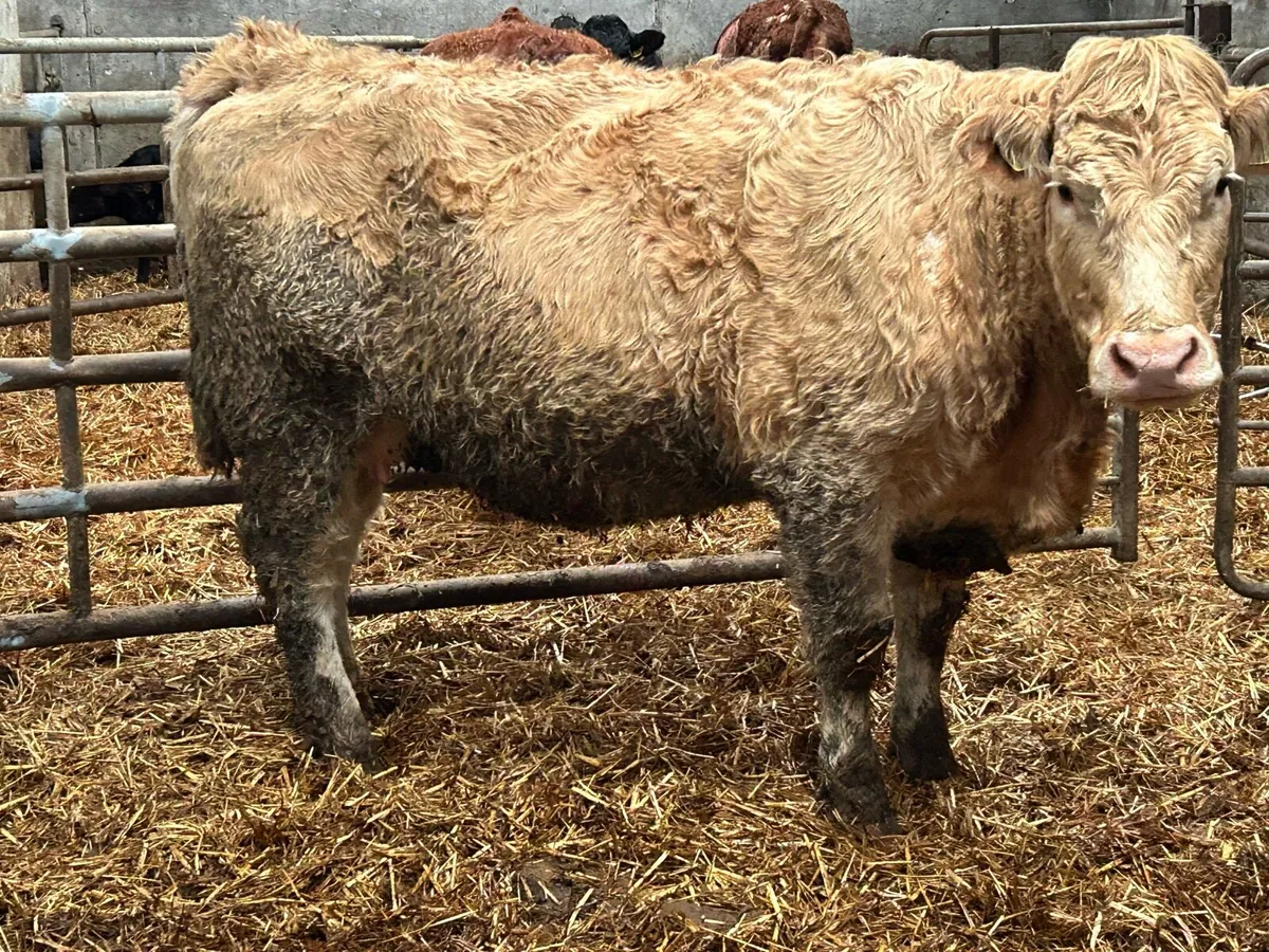 3 smashing heifers on the point of calving - Image 4