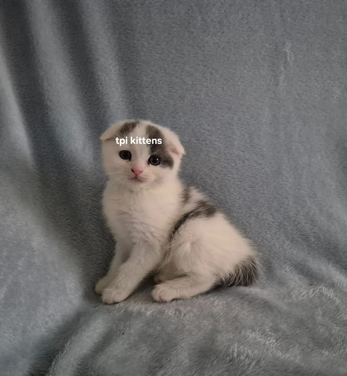 Scottish Fold & Straight Kittens - Image 1
