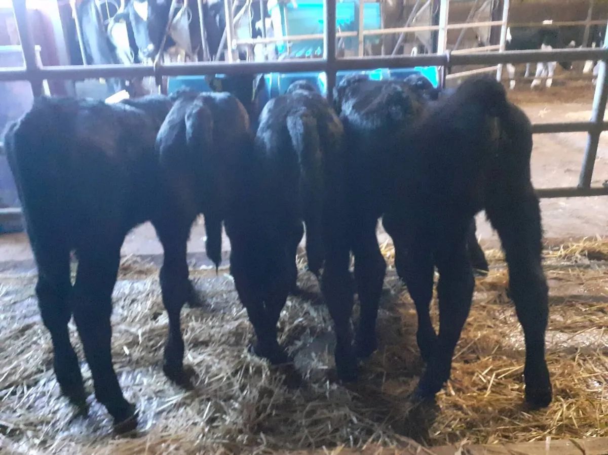 Angus heifer calves - Image 3