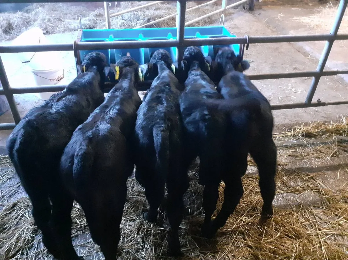 Angus heifer calves - Image 2