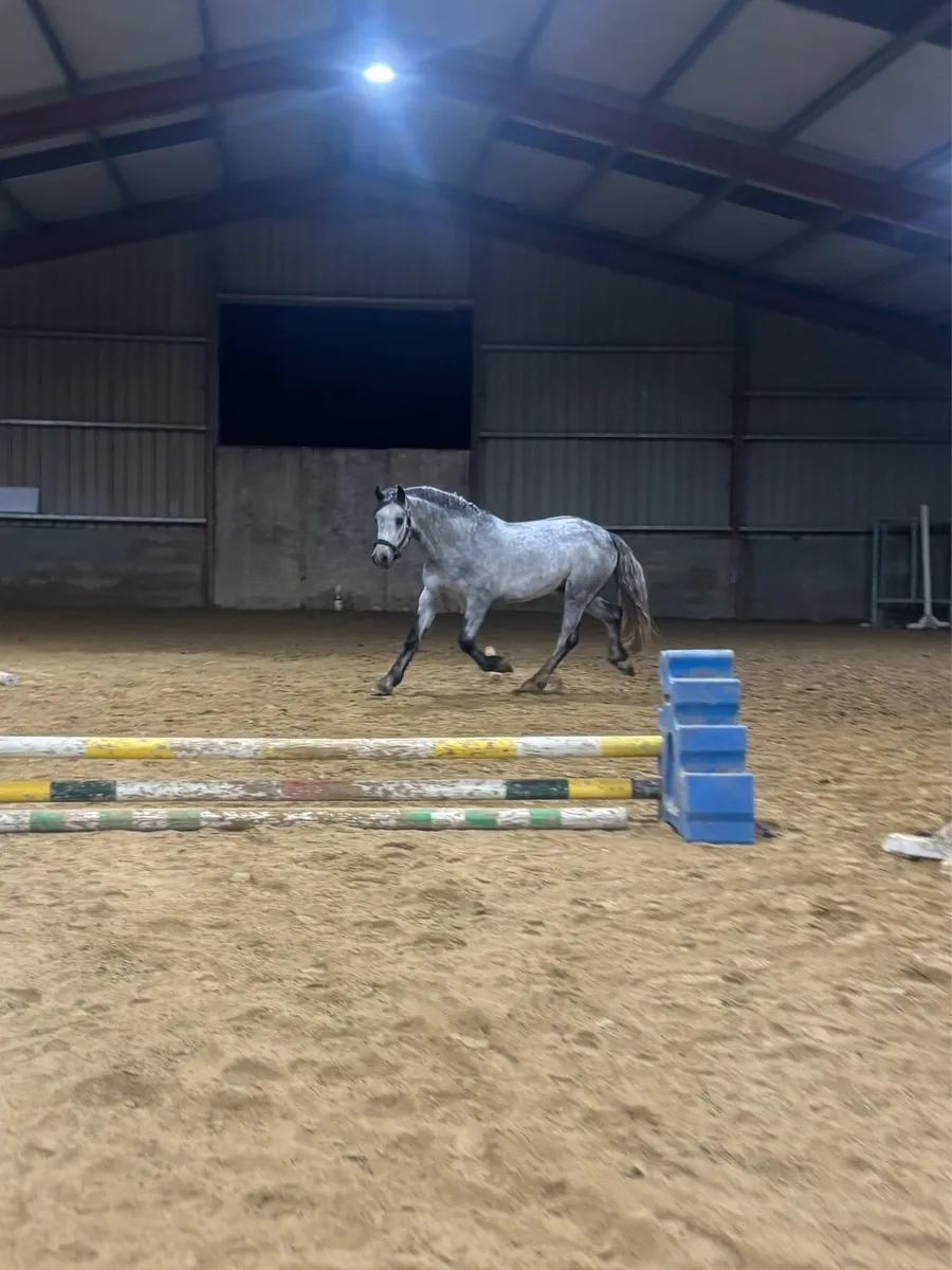 Connemara Stallion for sale - Image 2