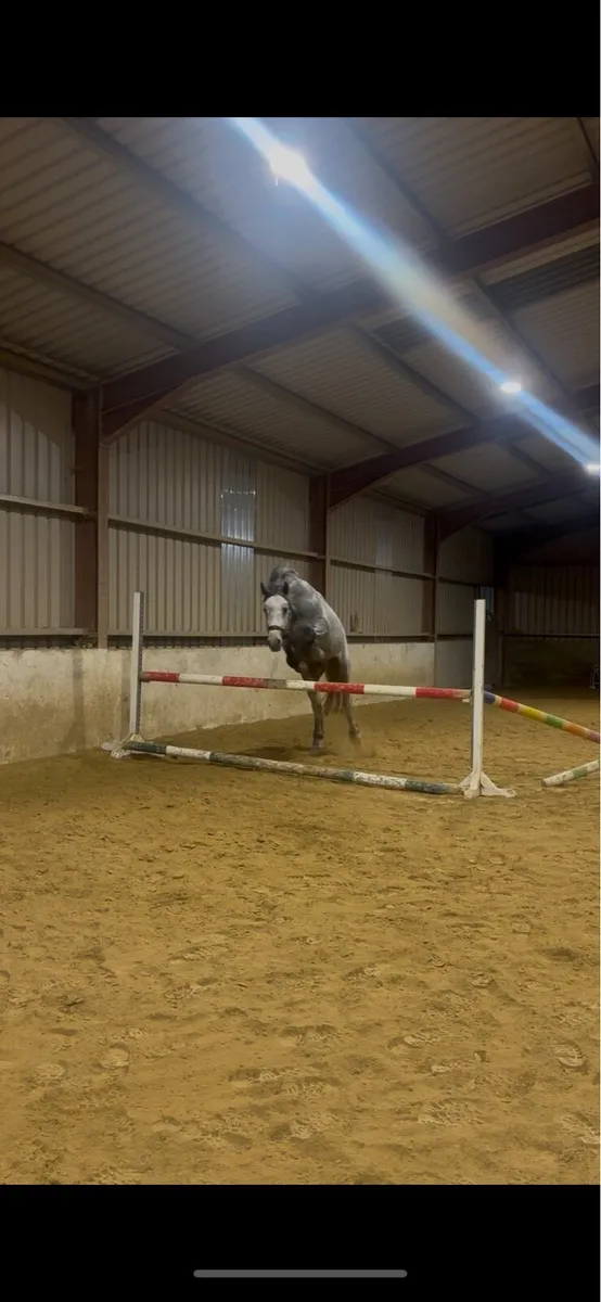 Connemara Stallion for sale - Image 3