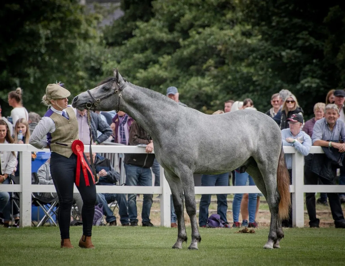 Connemara Stallion for sale - Image 4