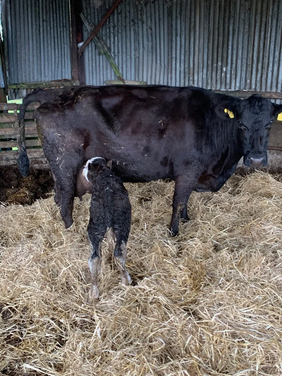 5 Star ANGUS Cow with Simmental bull calf at foot - Image 3
