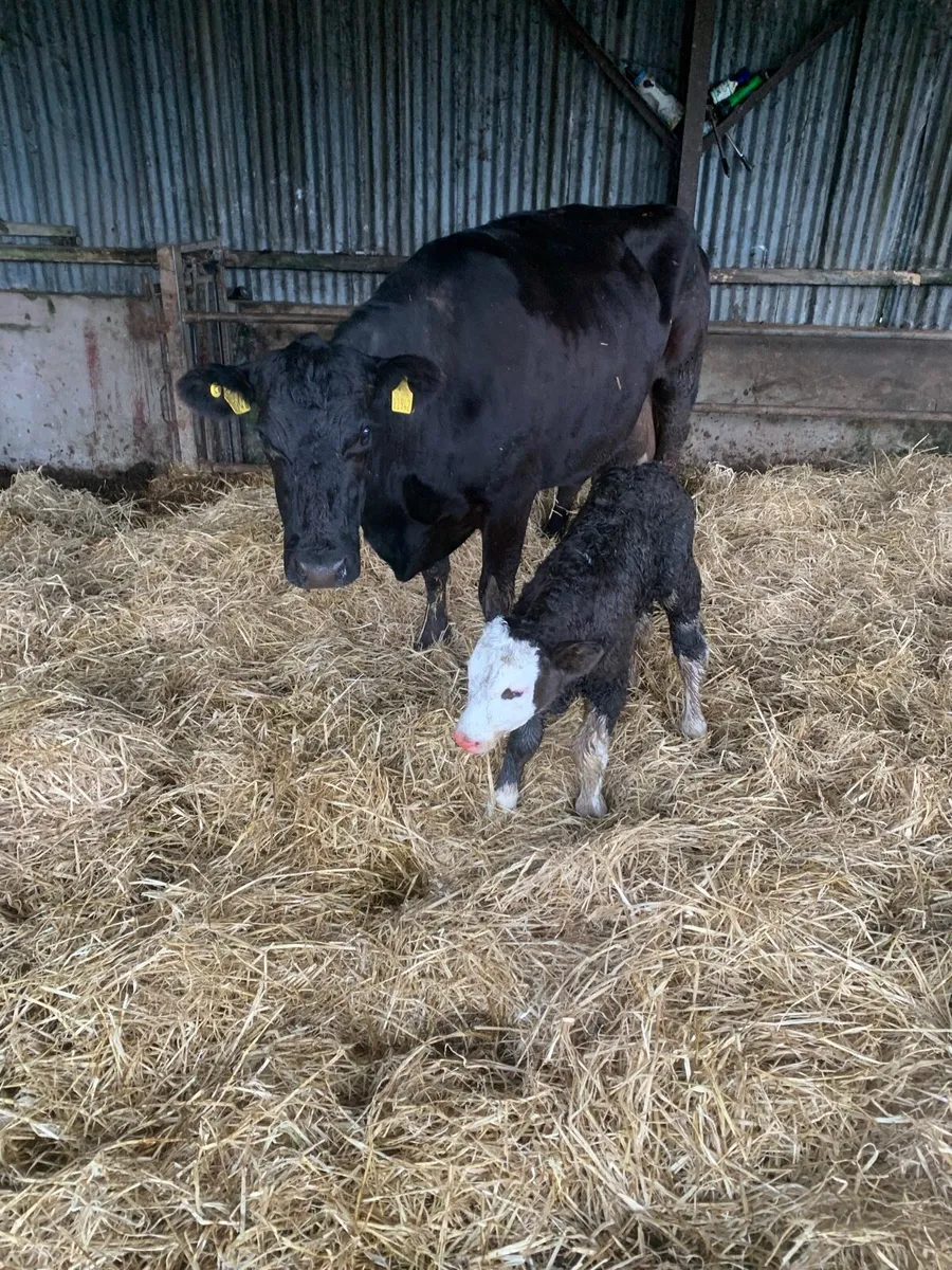 5 Star ANGUS Cow with Simmental bull calf at foot - Image 4
