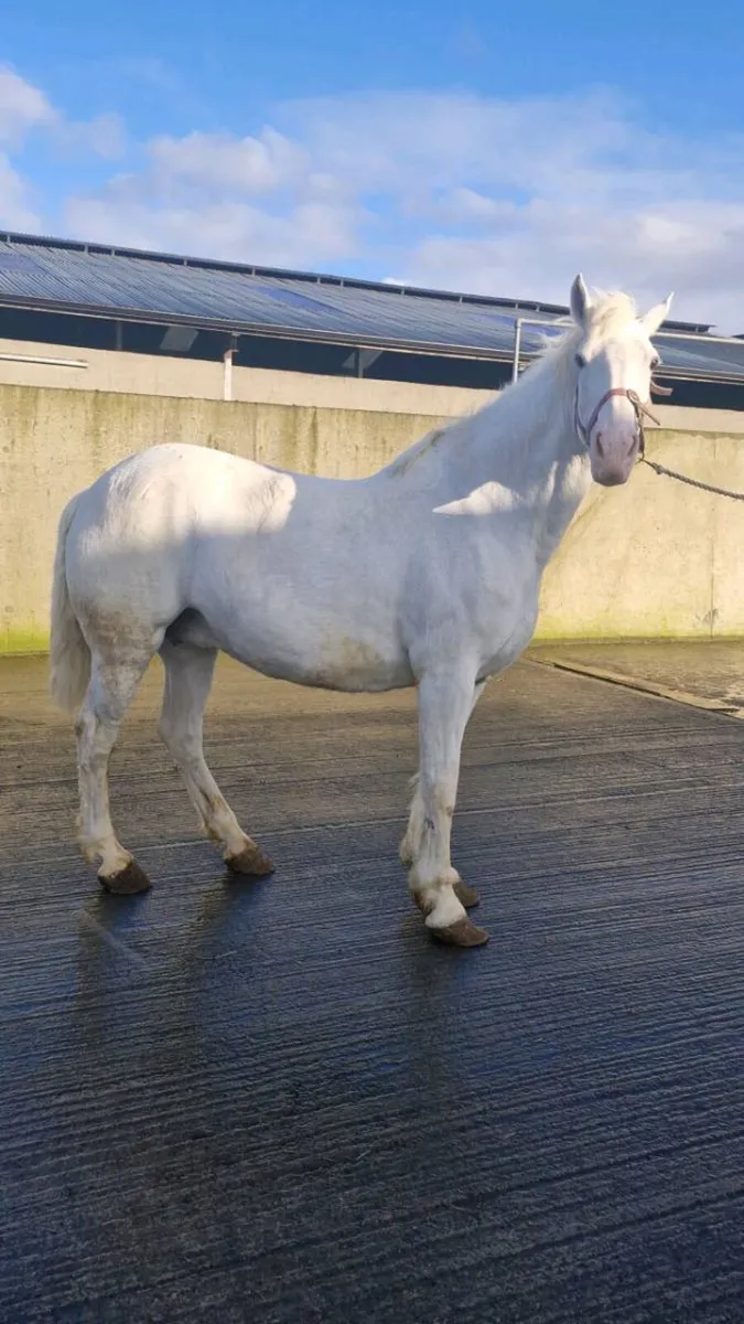 *Irish Draught Mare* - Image 2