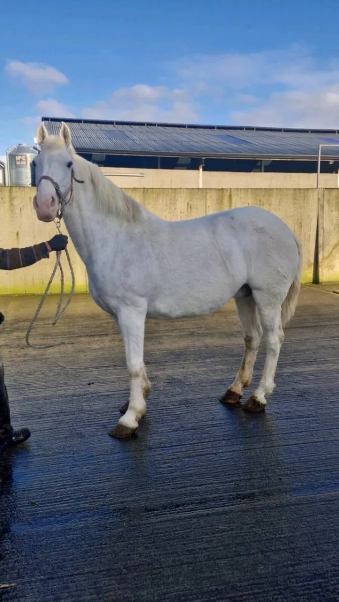 *Irish Draught Mare* - Image 1