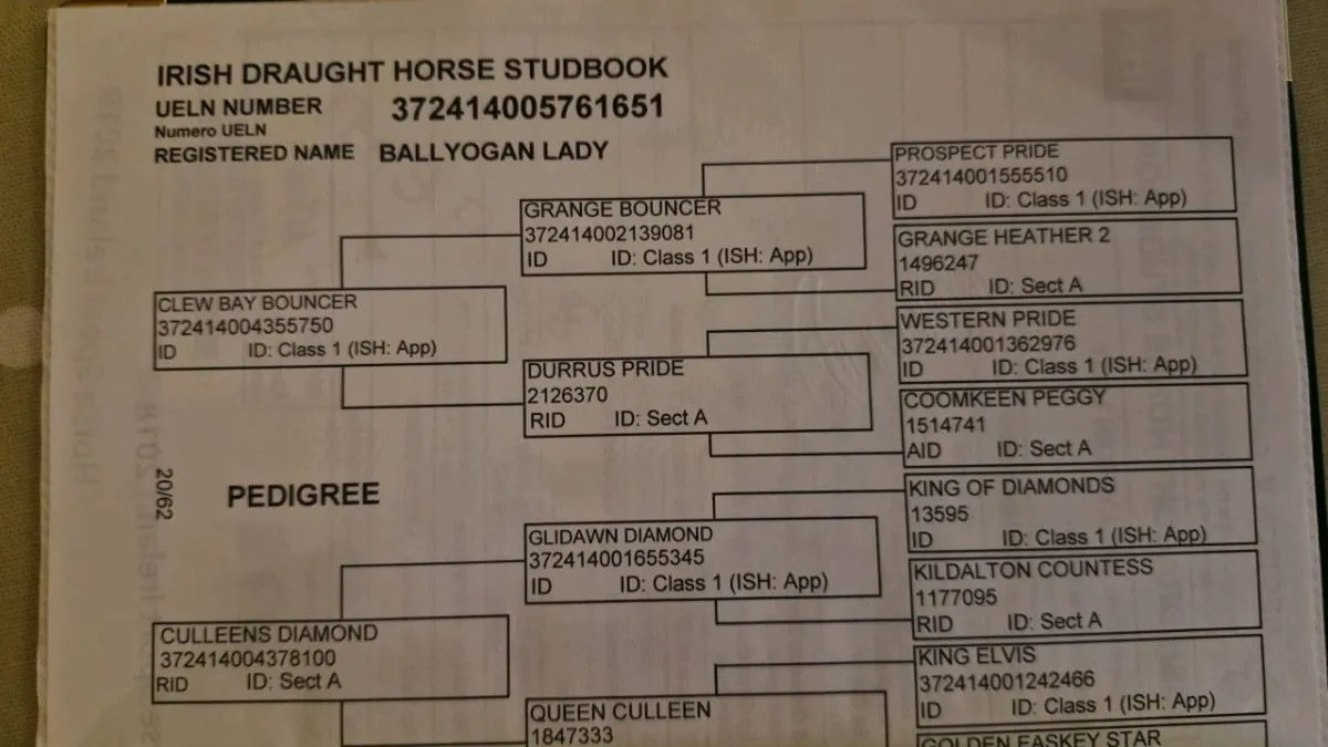 *Irish Draught Mare* - Image 3