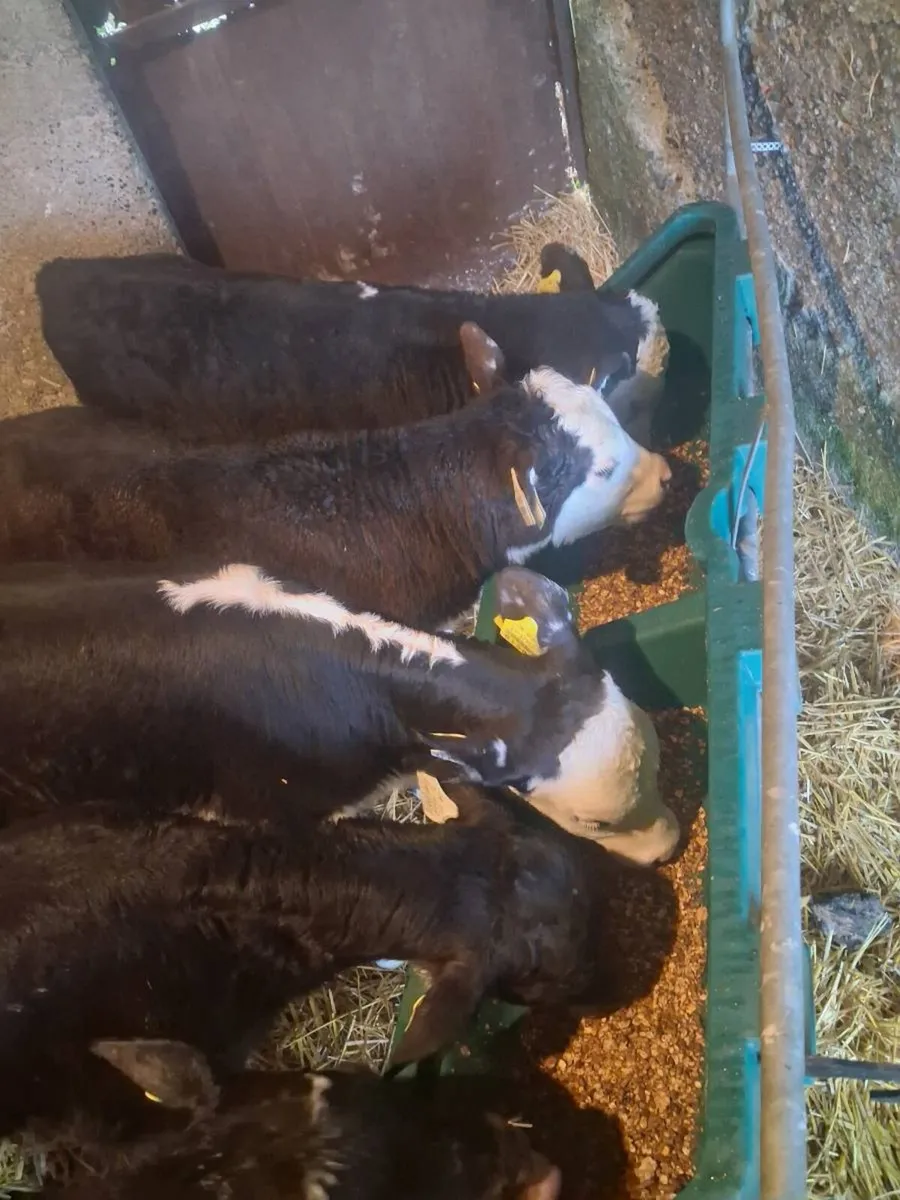 Top Quality Angus & Hereford Bull Calves - Image 4