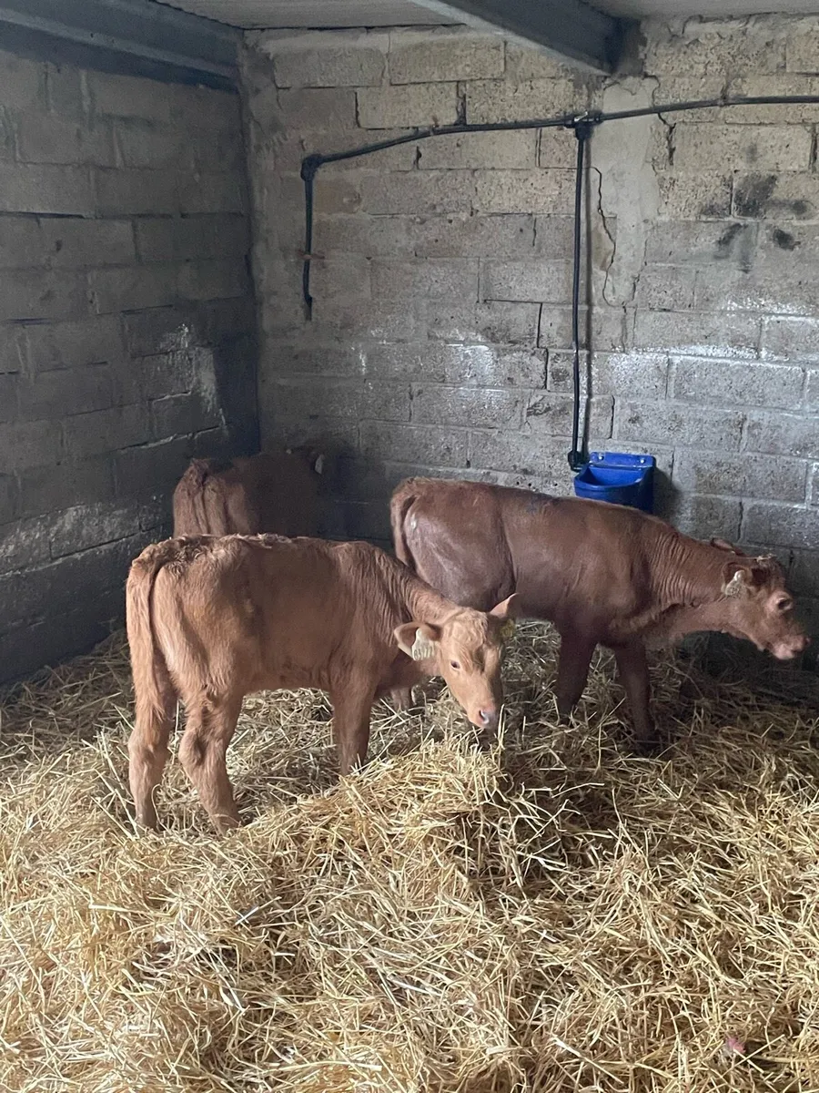 3 gold charlie heifer calves - Image 1