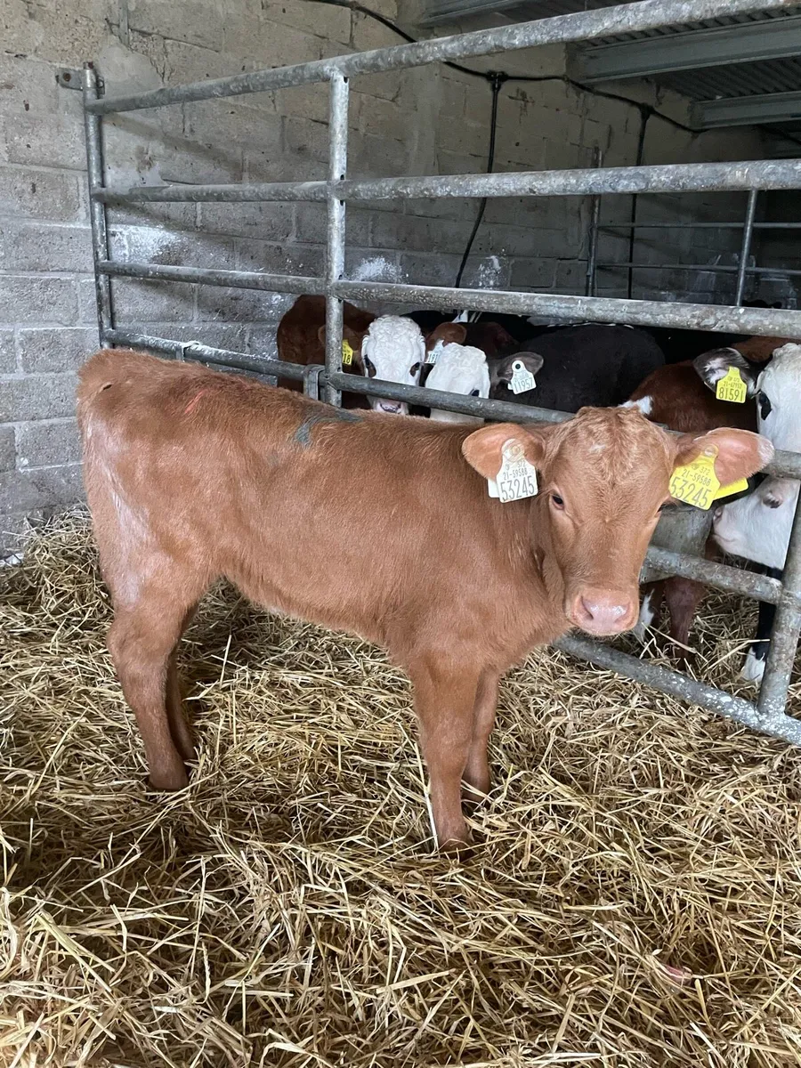 3 gold charlie heifer calves - Image 2