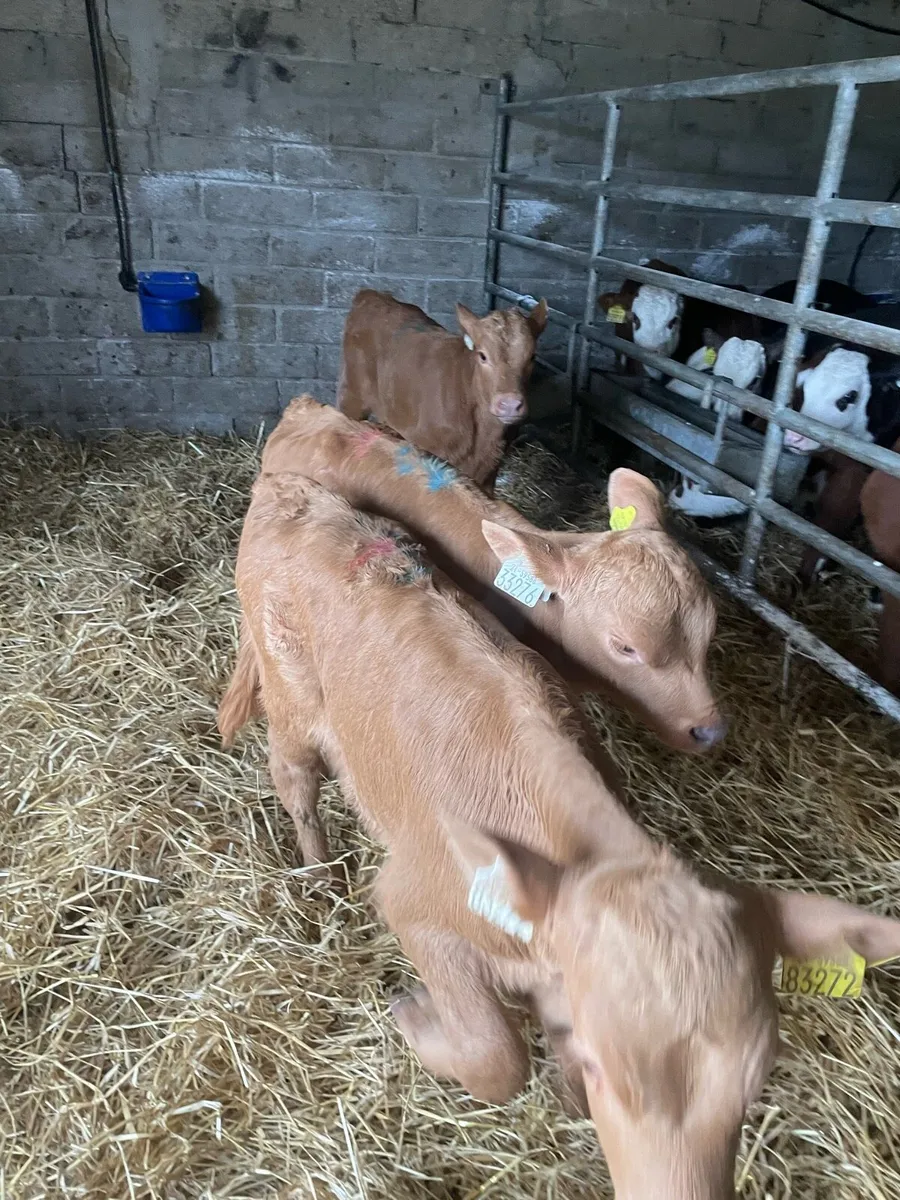 3 gold charlie heifer calves - Image 3