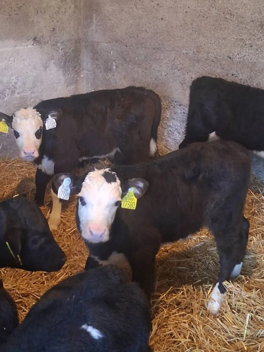 Top Quality Angus & Hereford Bull Calves - Image 1