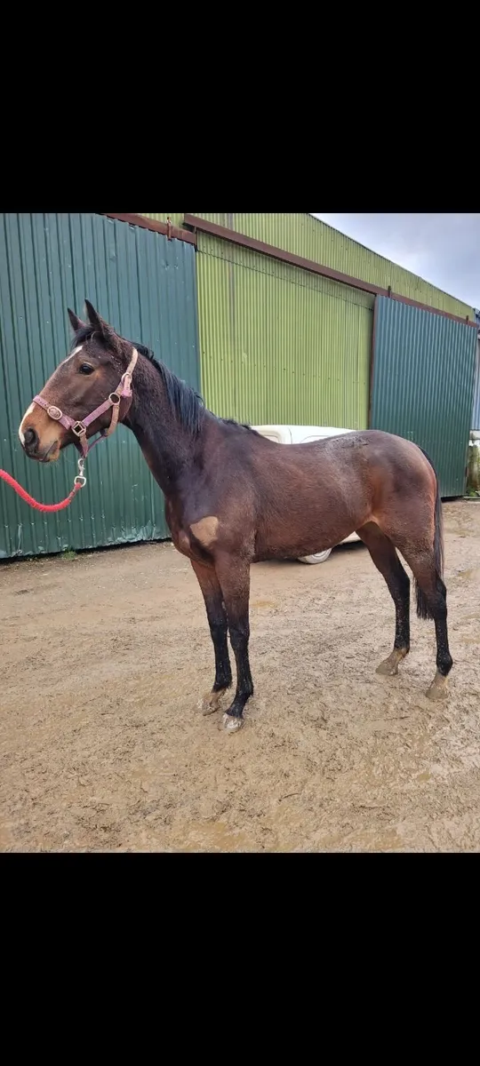 2 diamond boy fillies - Image 1