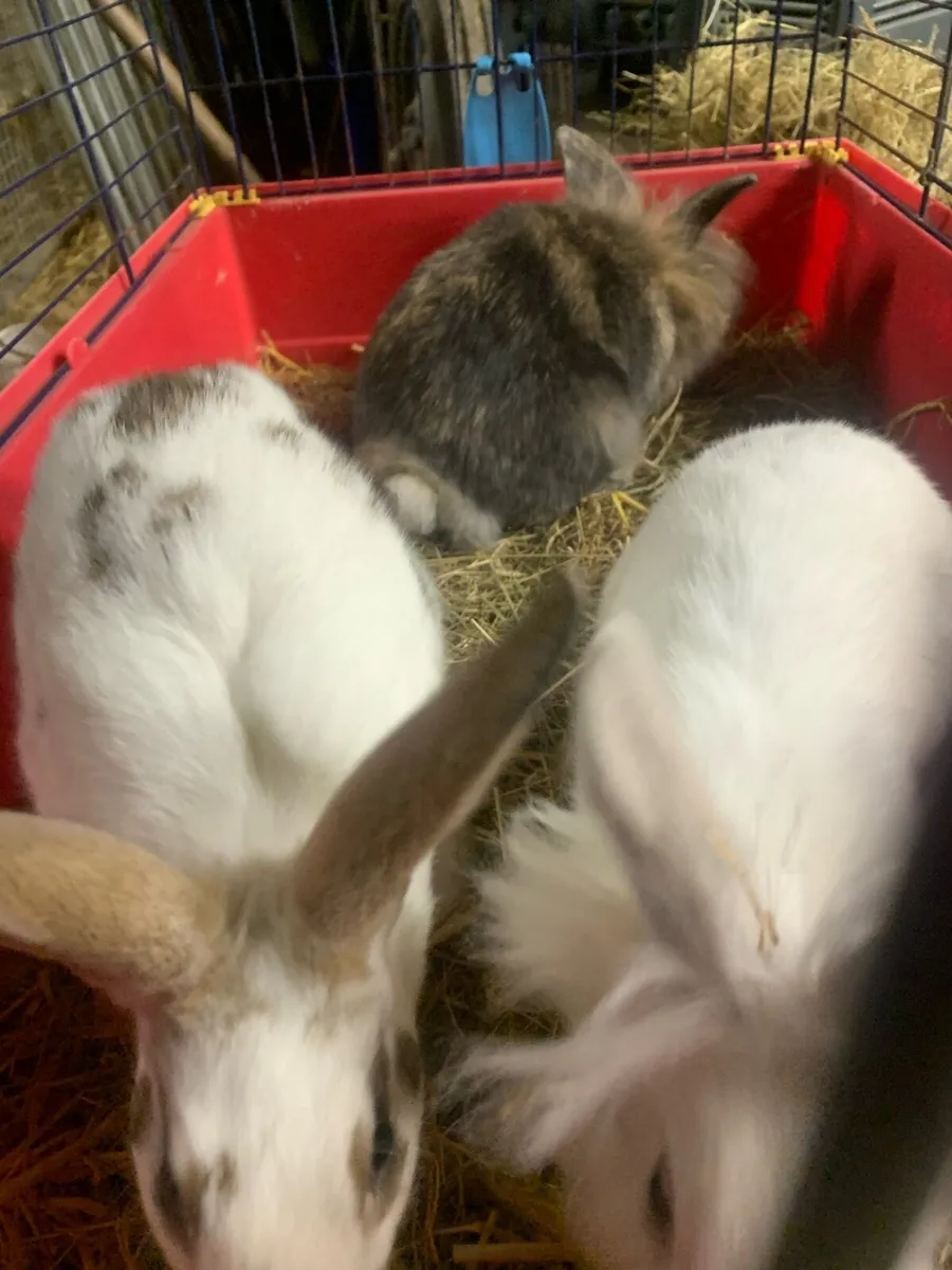Baby rabbits - Image 4