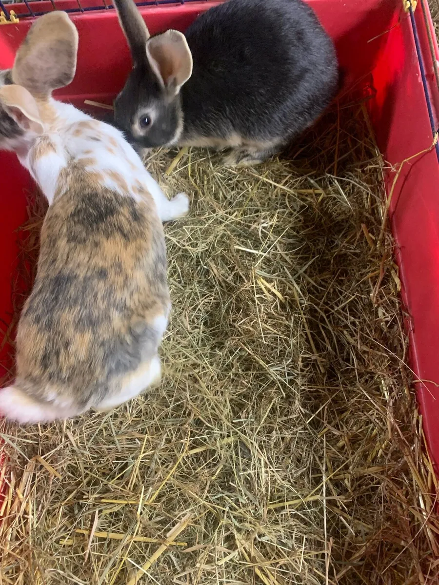 Baby rabbits - Image 1