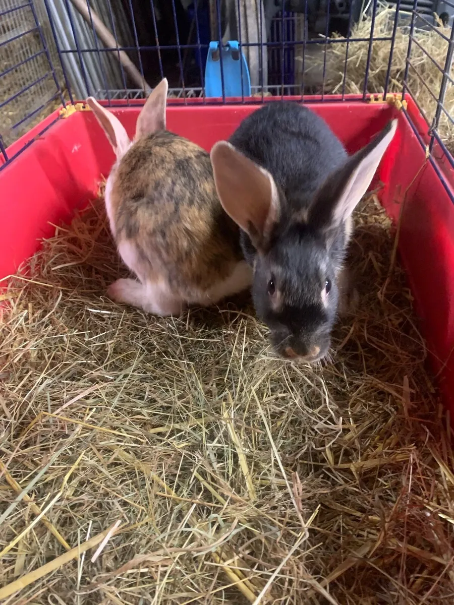 Baby rabbits - Image 2