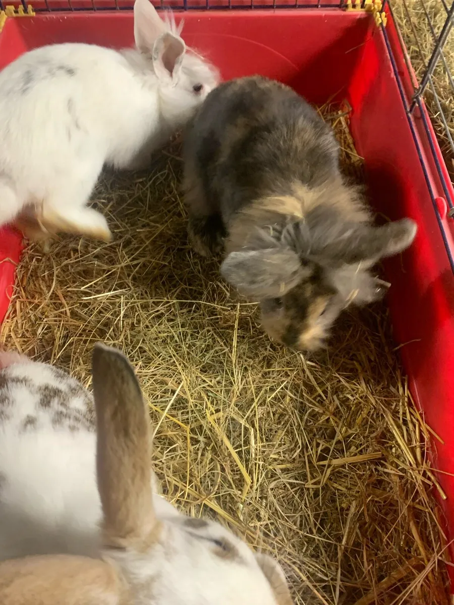 Baby rabbits - Image 3