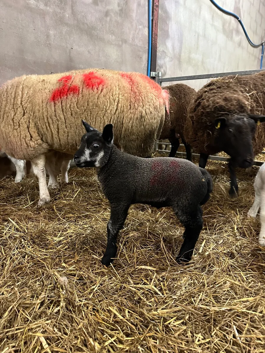 Pedigree Blue Texel Ewe & Ram lamb at foot - Image 2
