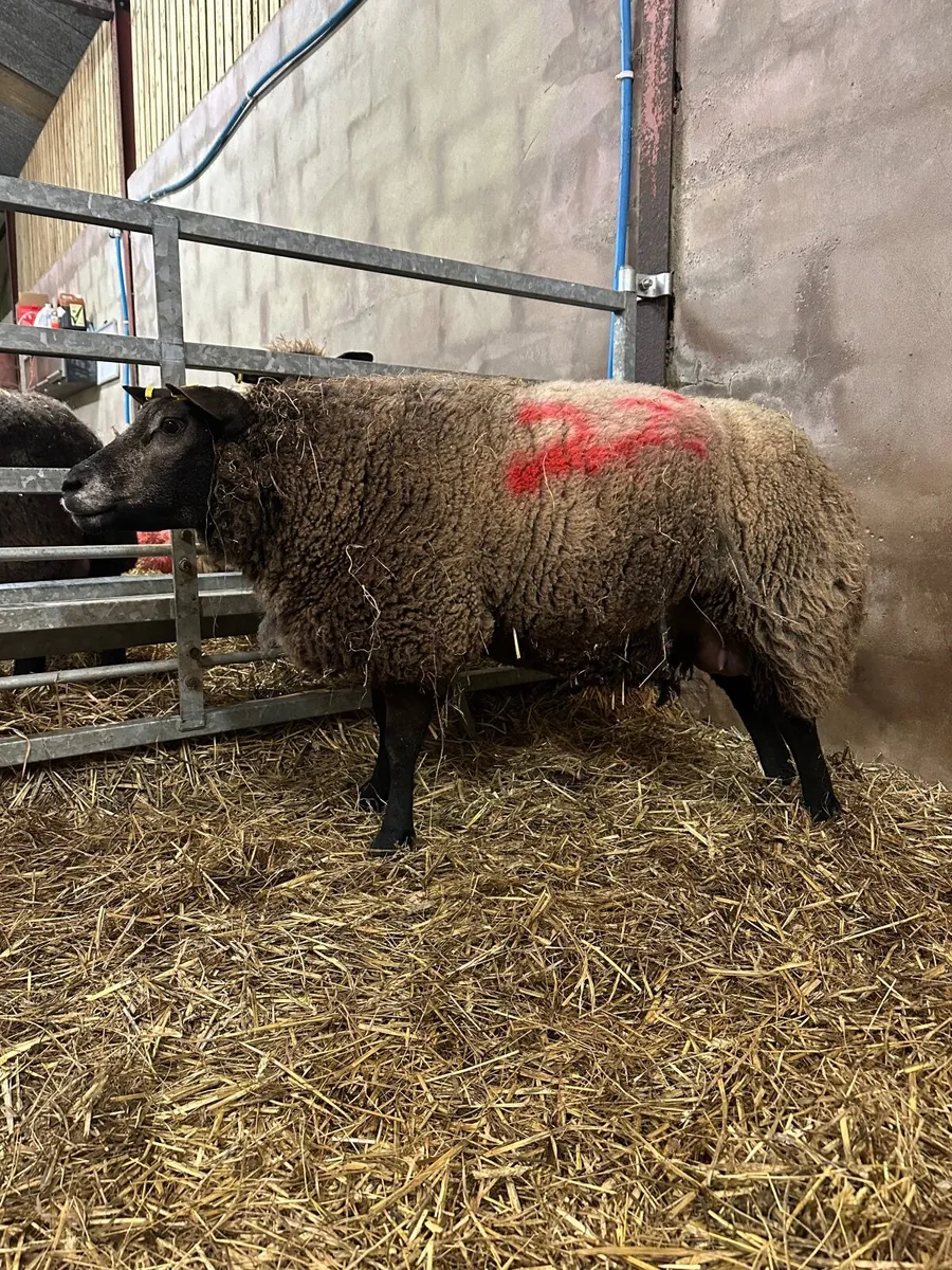 Pedigree Blue Texel Ewe & Ram lamb at foot - Image 4