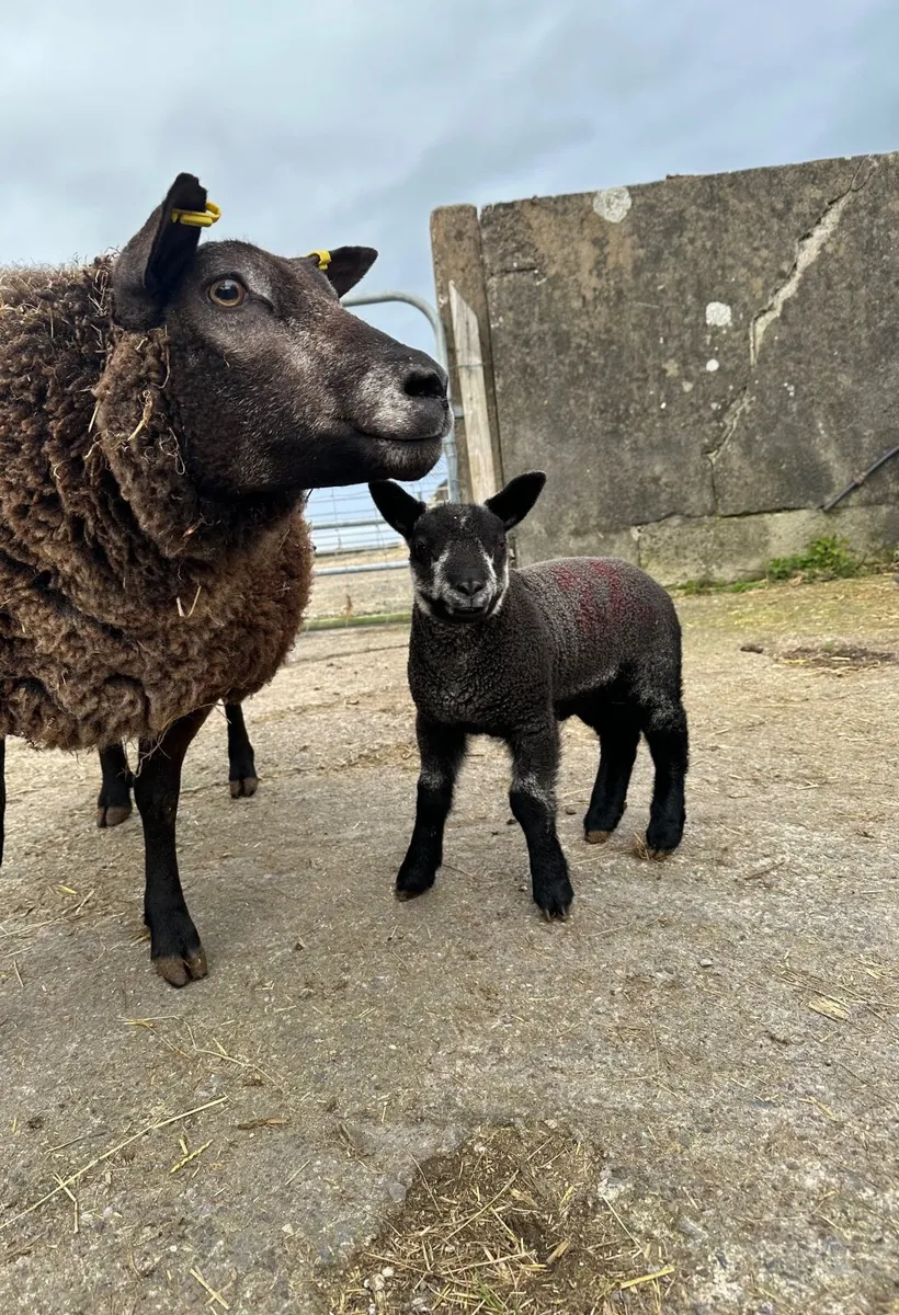 Pedigree Blue Texel Ewe & Ram lamb at foot - Image 1