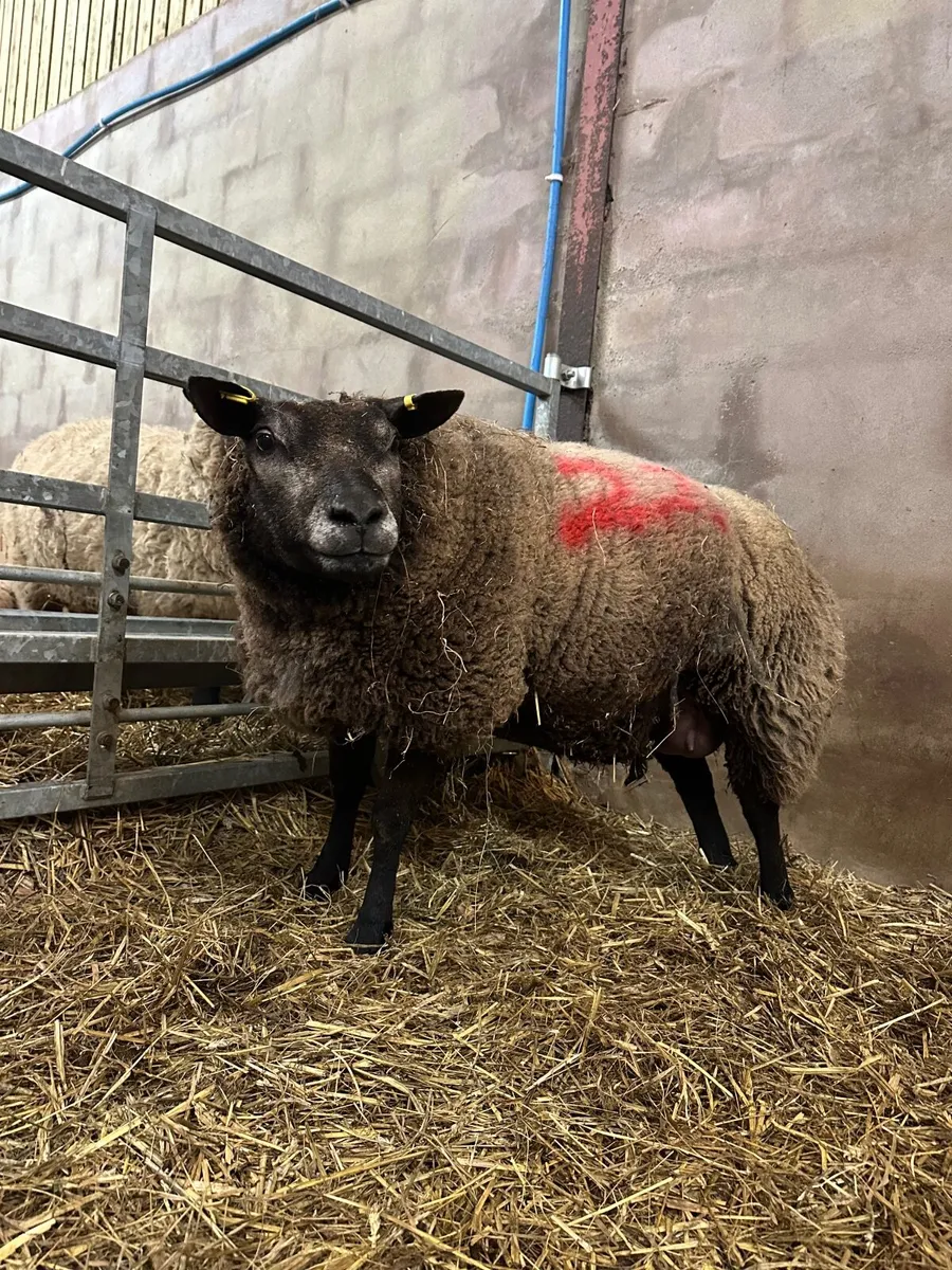 Pedigree Blue Texel Ewe & Ram lamb at foot - Image 3