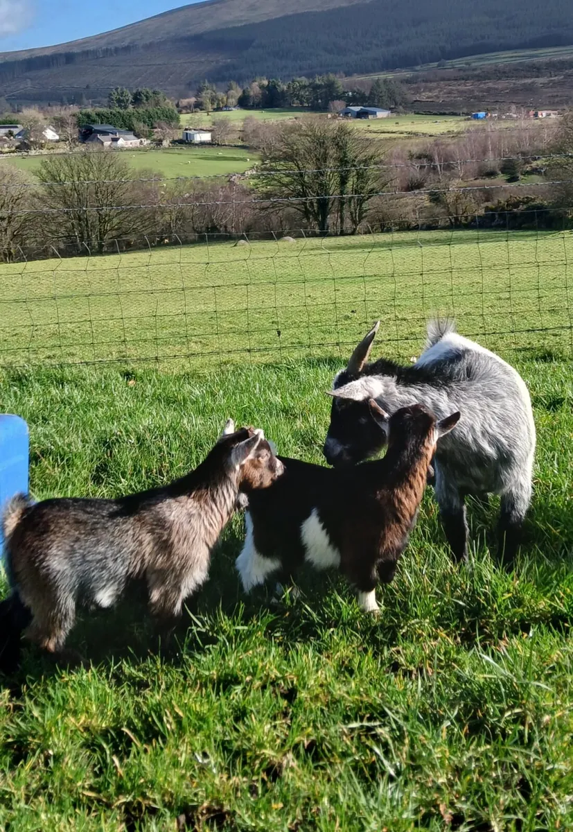 Pygmy Kid Goats For Sale! - Image 2