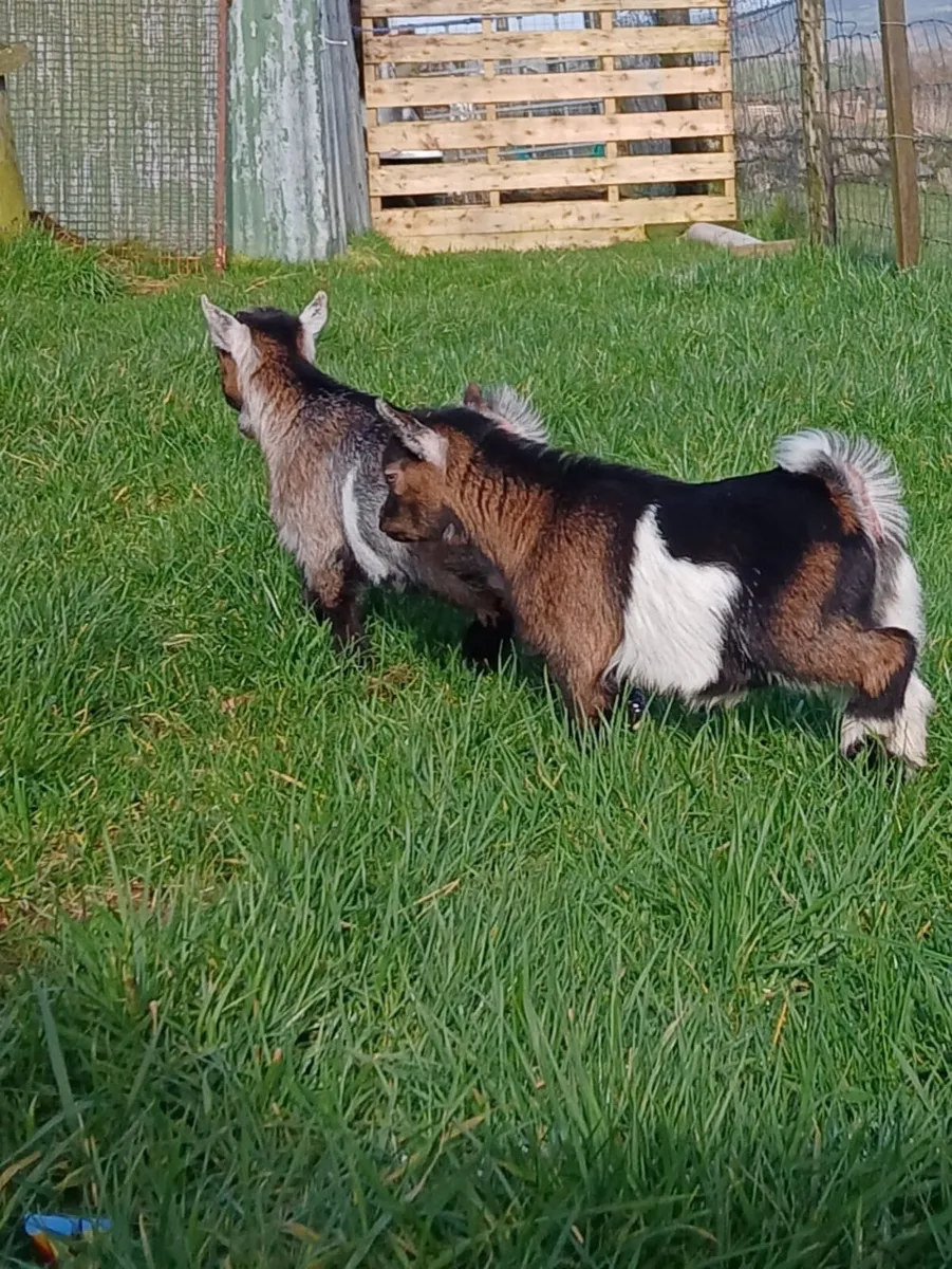 Pygmy Kid Goats For Sale! - Image 3