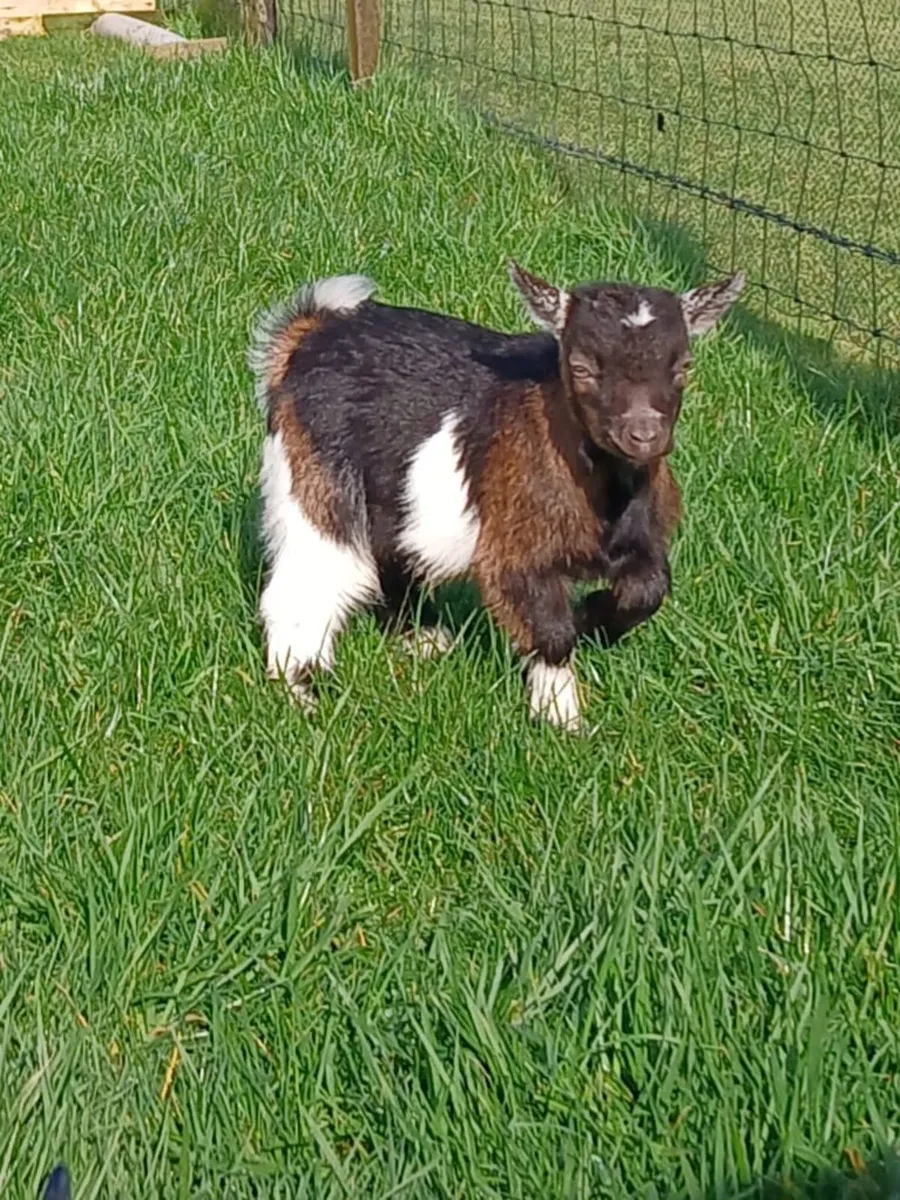 Pygmy Kid Goats For Sale! - Image 4