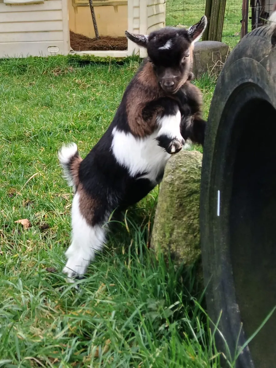 Pygmy Kid Goats For Sale! - Image 1