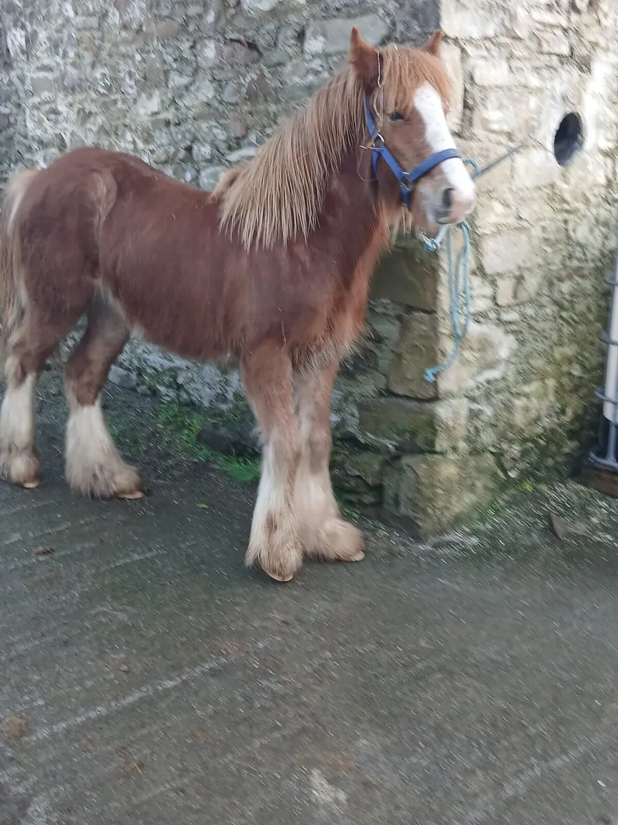 Ballydangan Khan Do bred  colt foal - Image 1