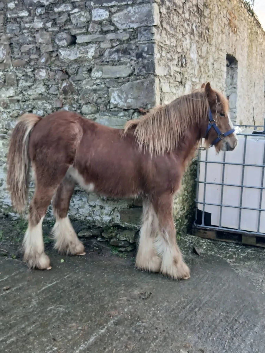 Ballydangan Khan Do bred  colt foal - Image 3
