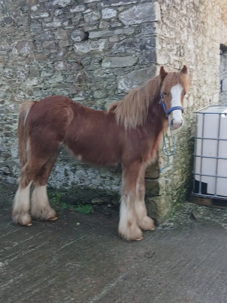 Ballydangan Khan Do bred  colt foal - Image 2