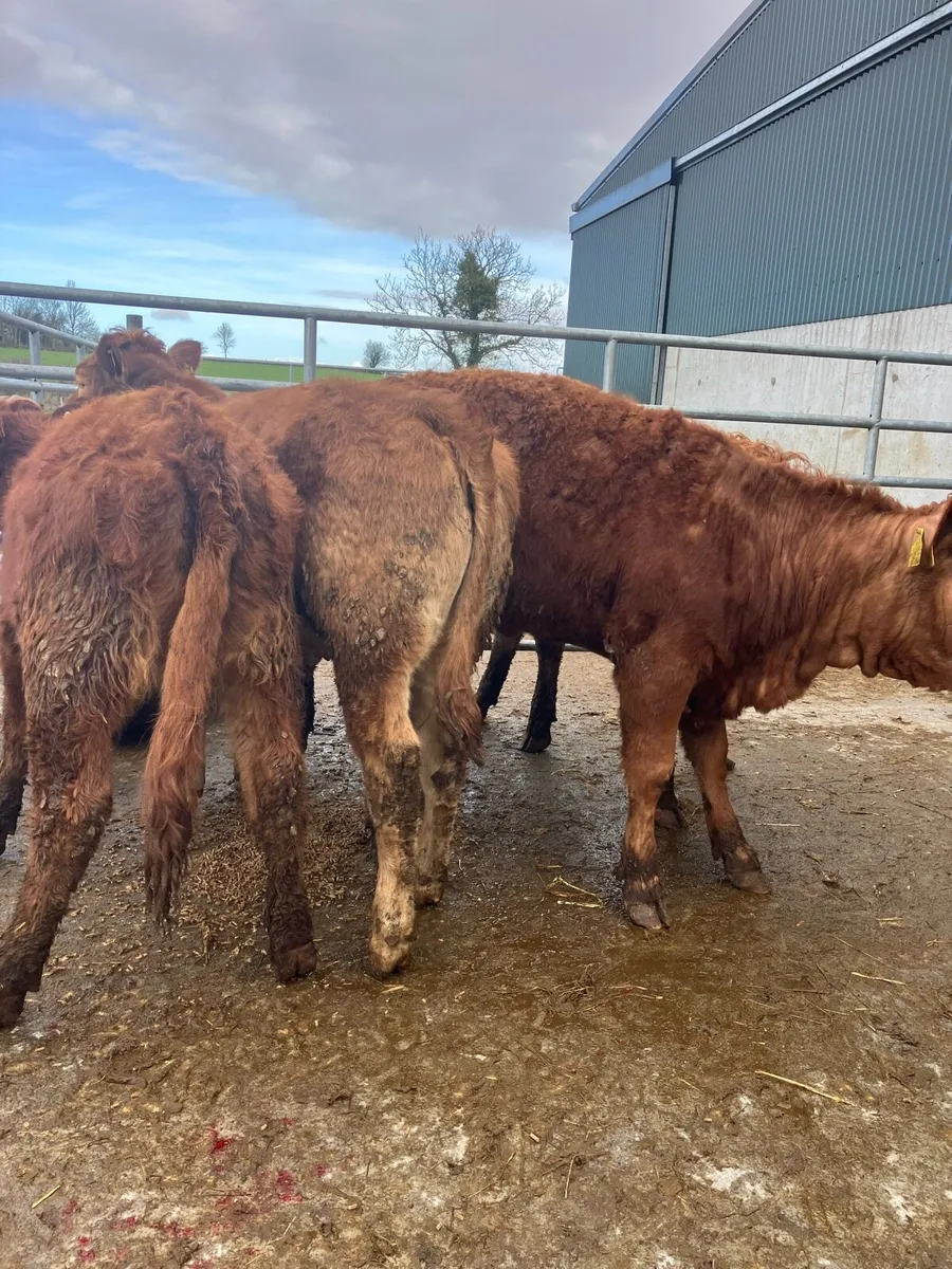 Heifer Weanling - Image 1