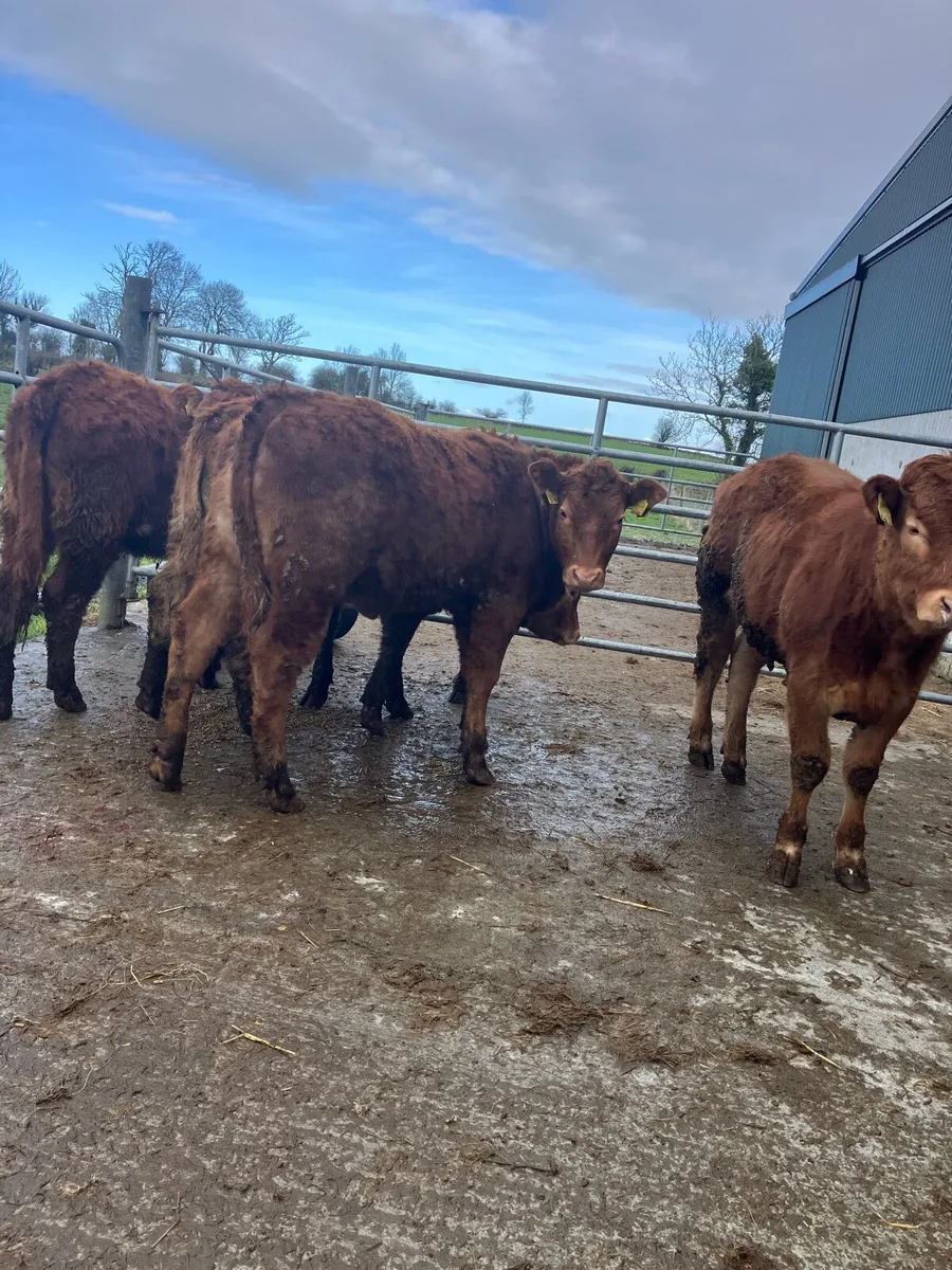 Heifer Weanling - Image 2