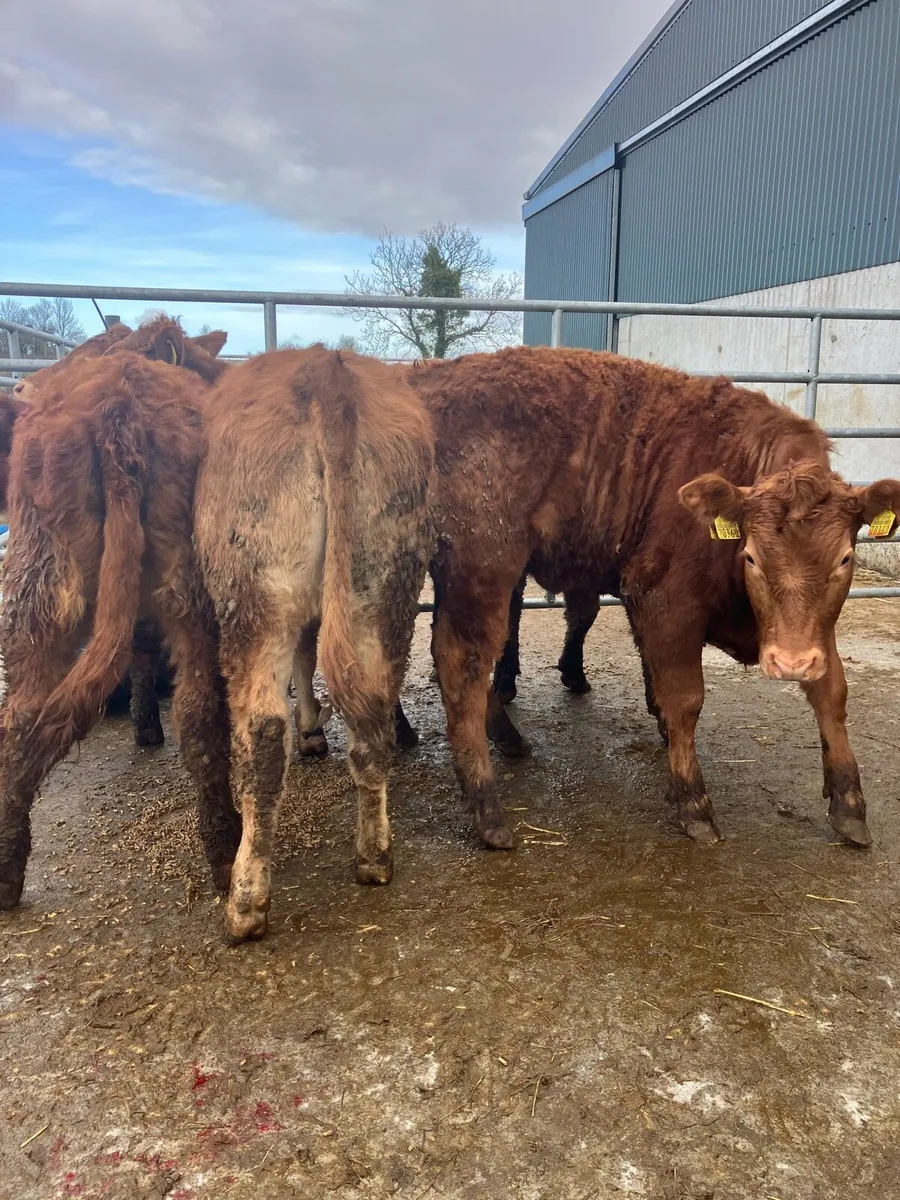 Heifer Weanling - Image 4