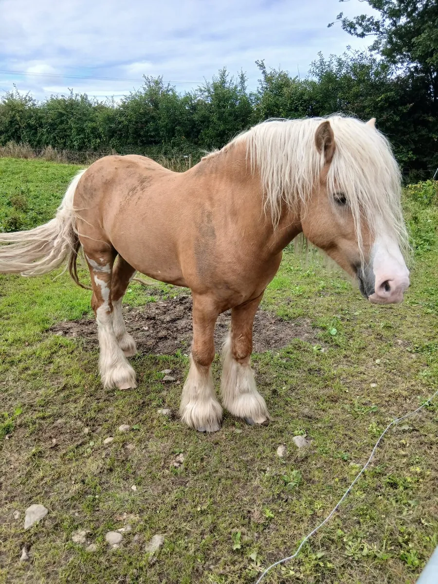 Ballydangan Khan Do bred  colt foal - Image 4