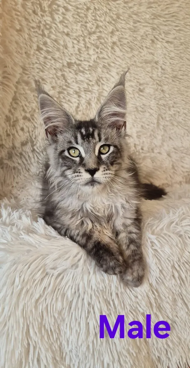 Maine Coon - Image 3