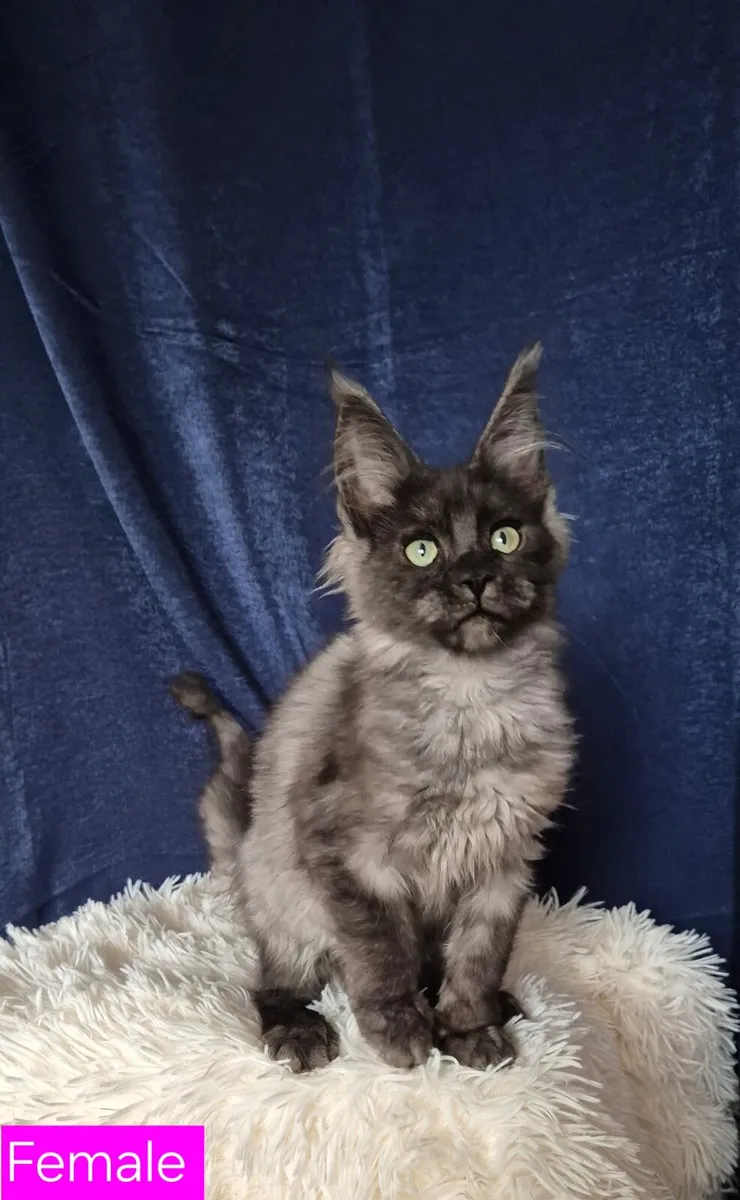 Maine Coon - Image 1