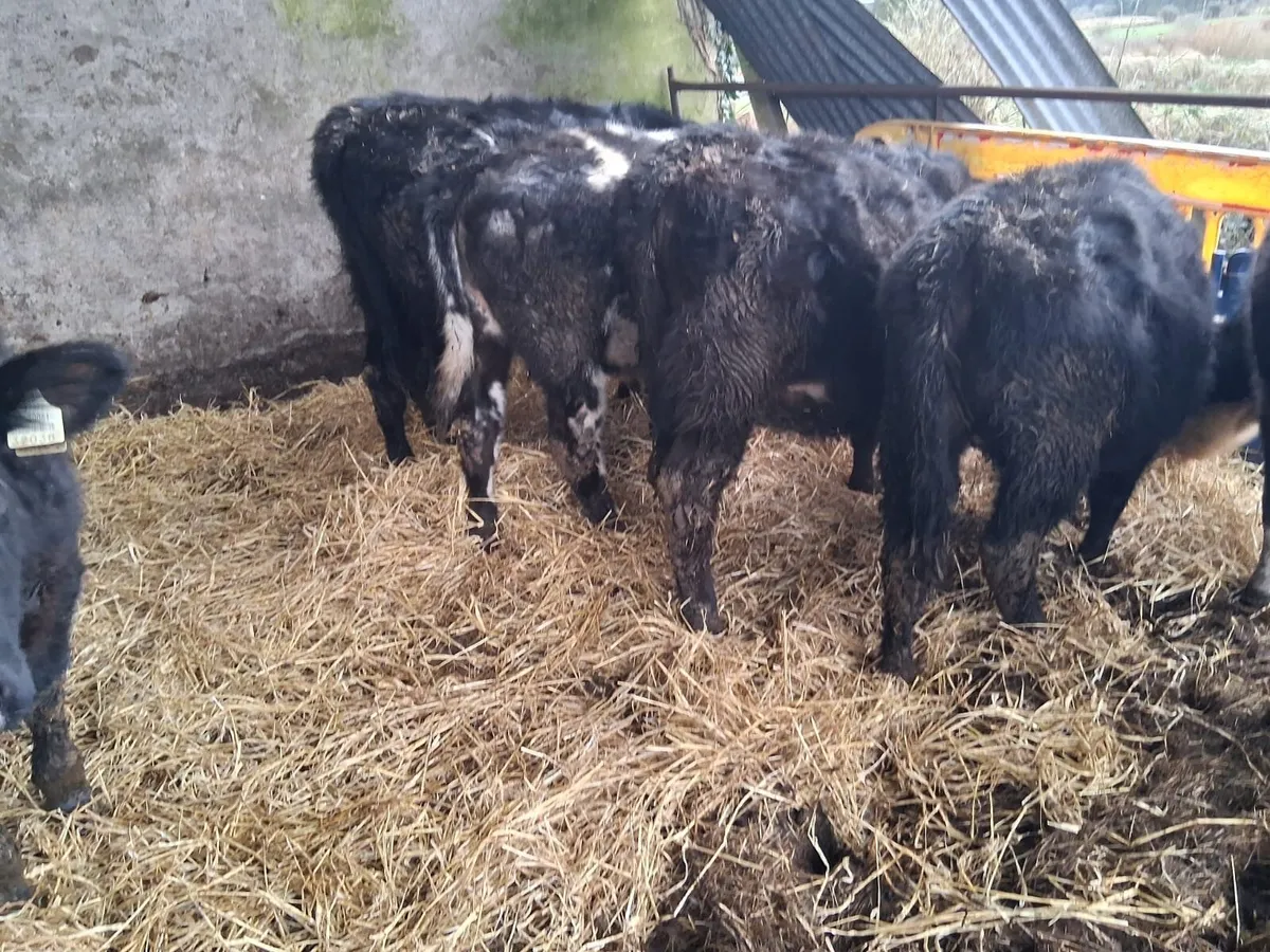 11 Strong heifers - Image 2