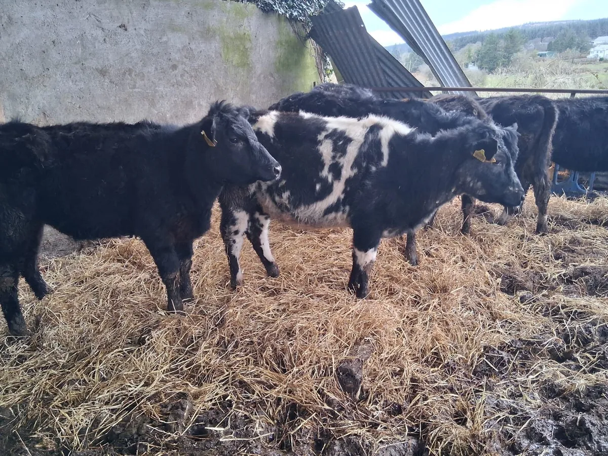 11 Strong heifers - Image 1