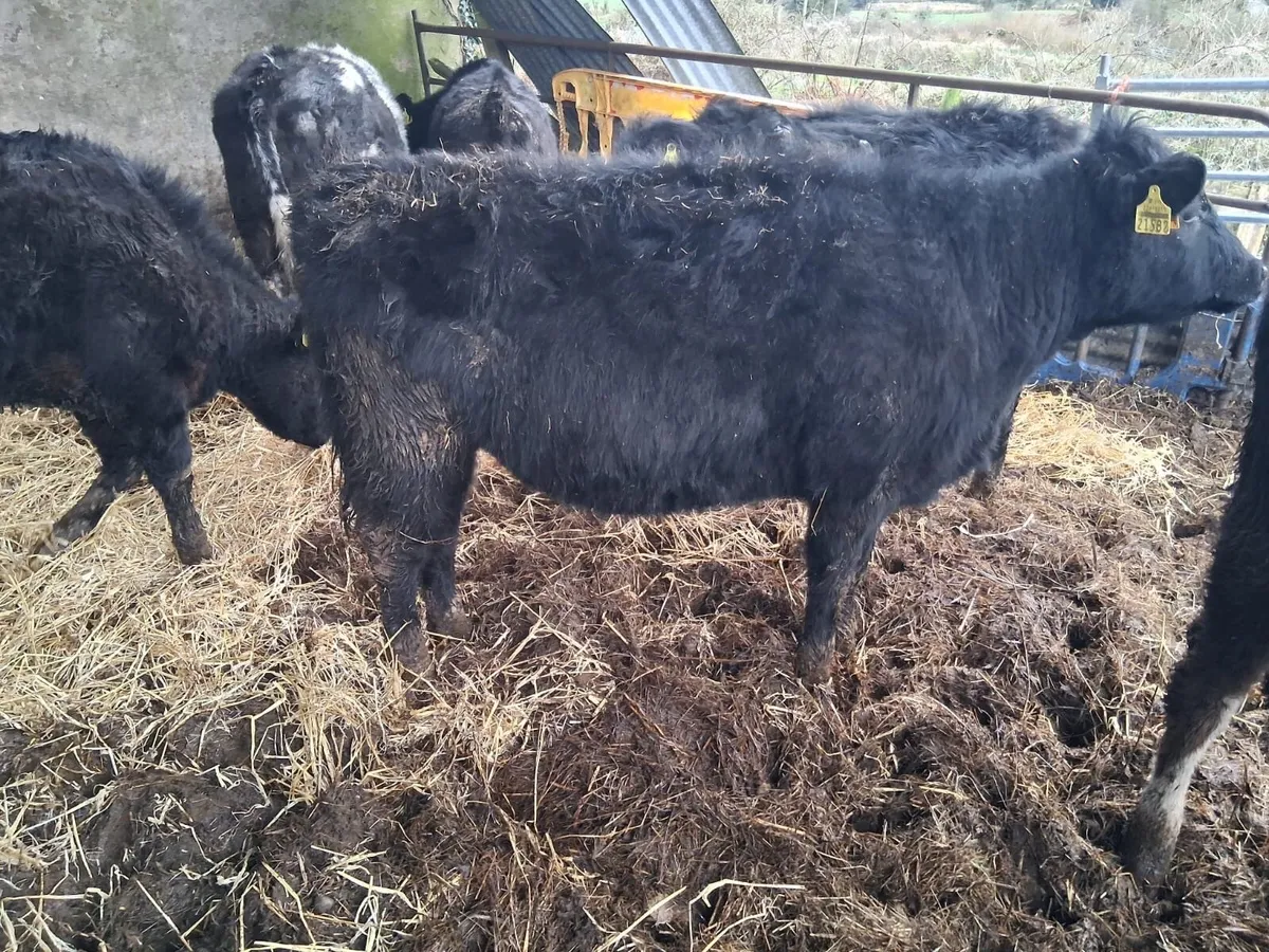 11 Strong heifers - Image 3