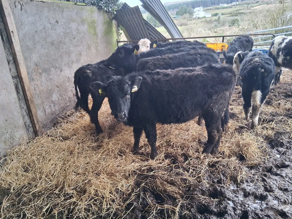 11 Strong heifers - Image 4