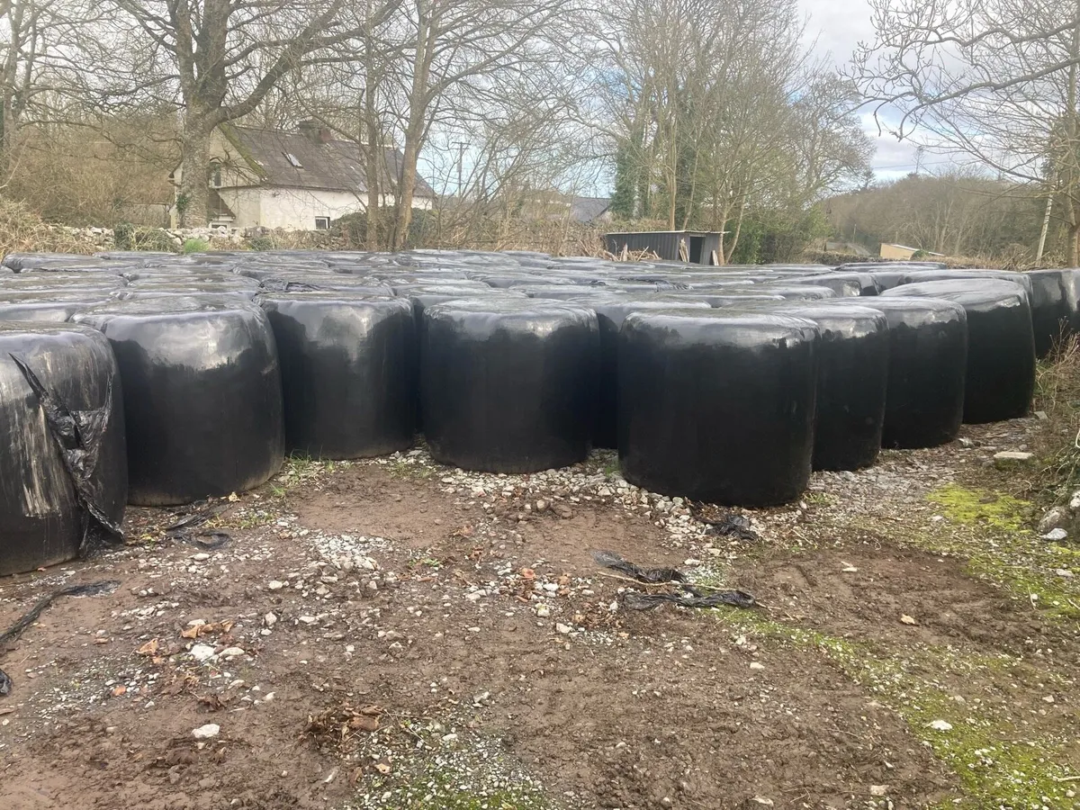 Silage Bales - Image 2