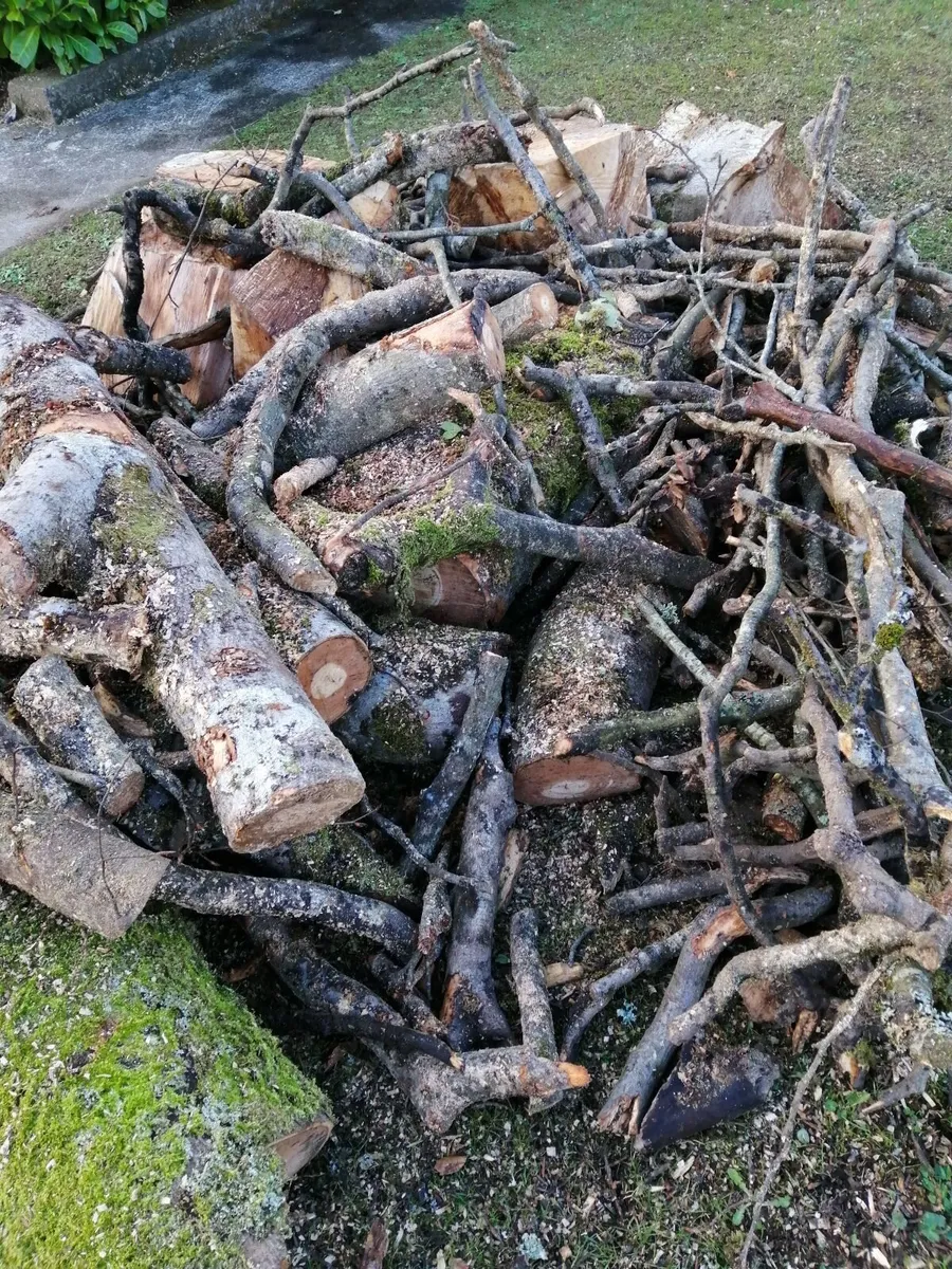 Free Beech Wood - Image 1