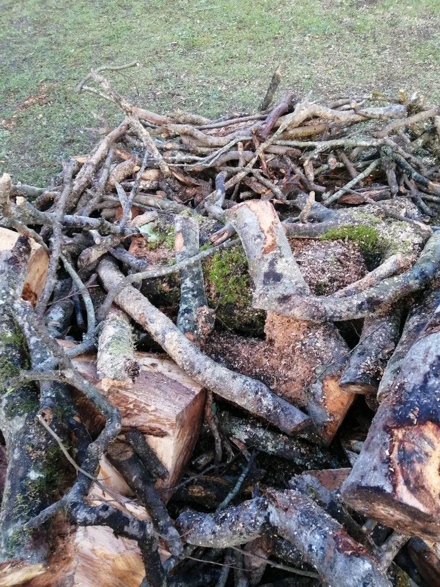 Free Beech Wood - Image 2