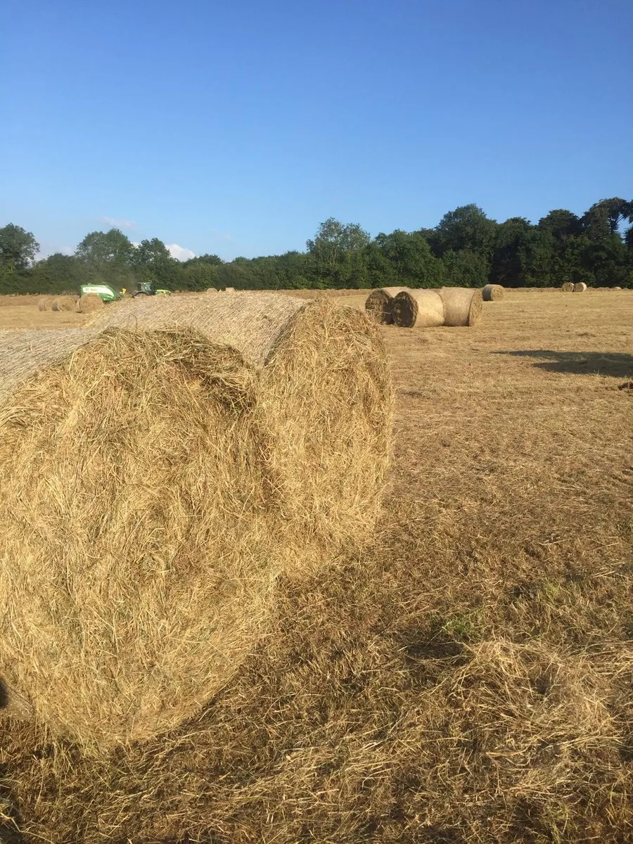 Hay - Image 1