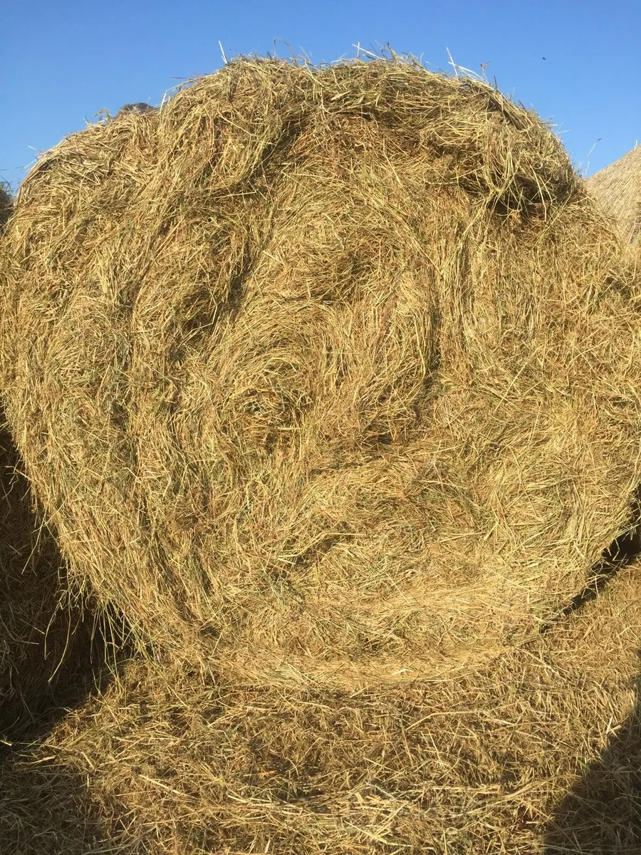 Hay - Image 2