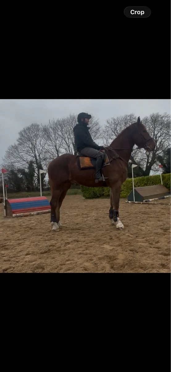 ID Gelding - Image 2