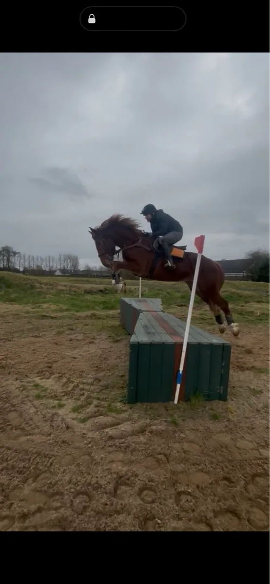 ID Gelding - Image 3